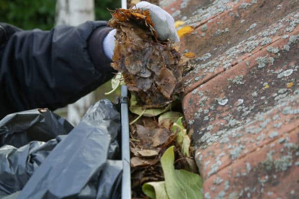 Cleaning the gutter from autumn leaves before winter season. Roof gutter cleaning process.