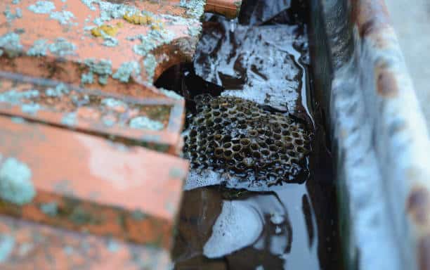 Old clogged rain gutter with Leaves and vespiary